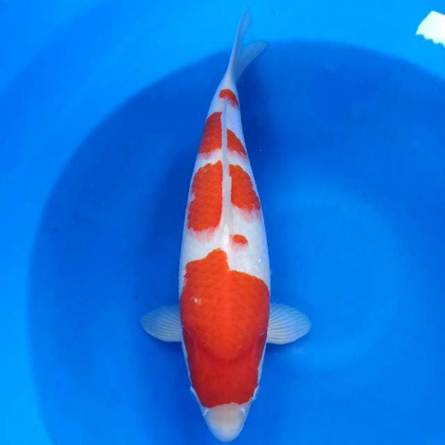 F1 Sakai Jumbo tosai