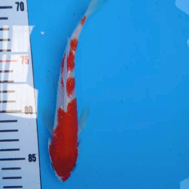 Kohaku 23cm