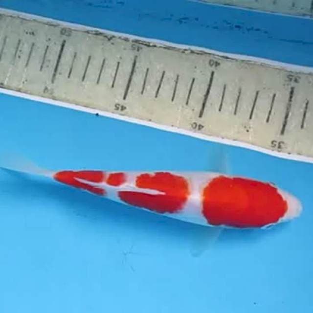 Kohaku18cm