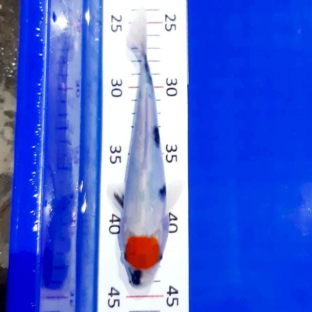 Tancho showa tategoi 19 cm
