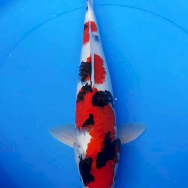 Showa 43 cm ori