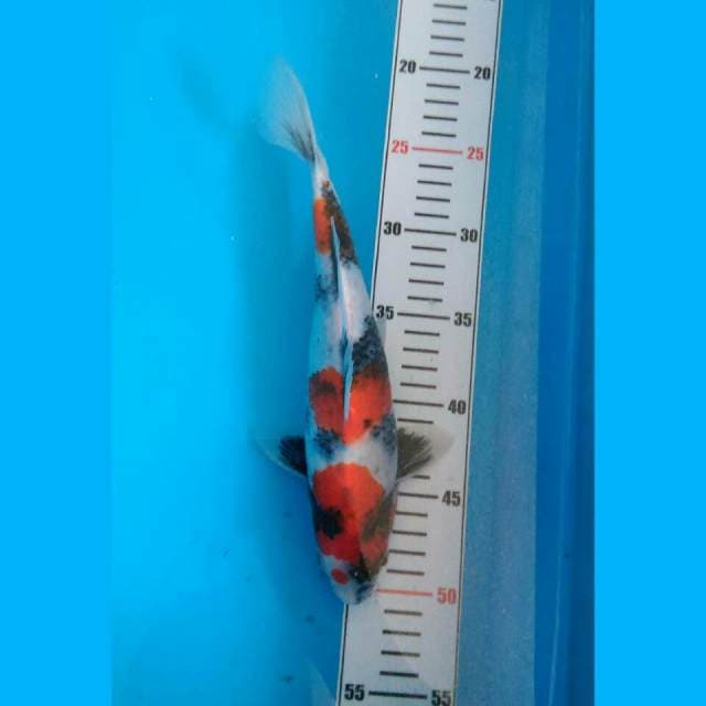 Kage showa 29 cm