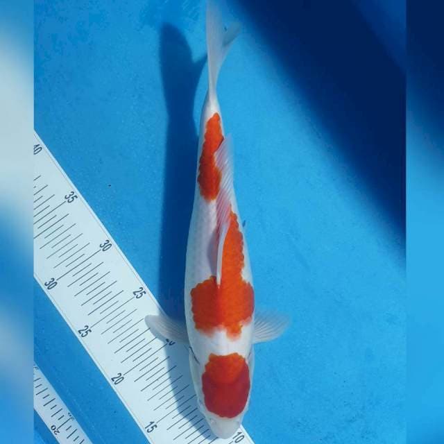 Kohaku Original 35cm