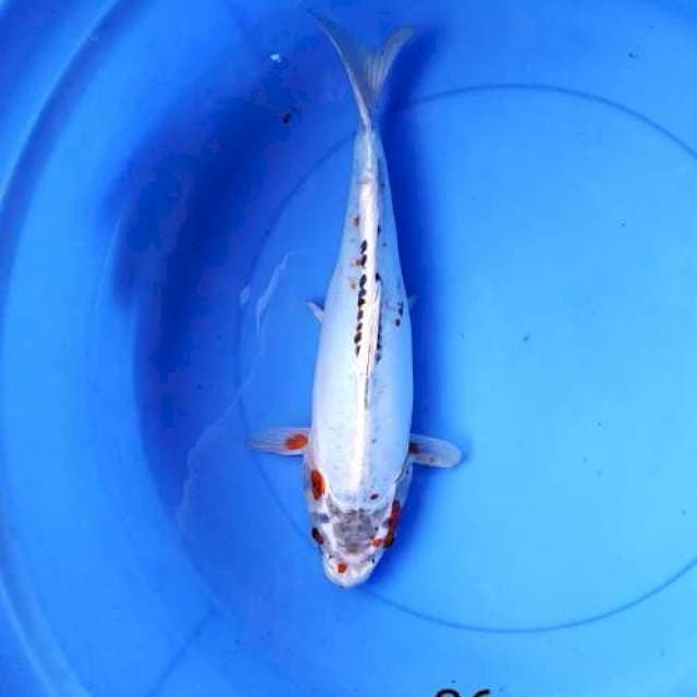 Kiko 36 cm