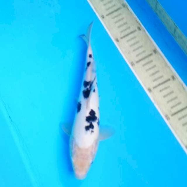 Bekko24cm