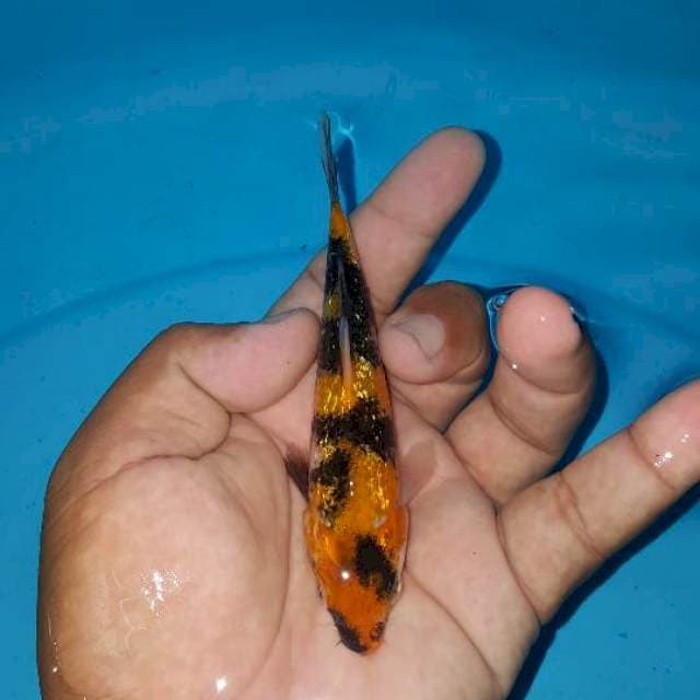 ginrin full 15 cm