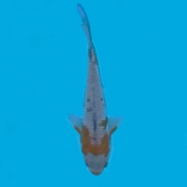 ND NGONCIB GINCOAN 21CM