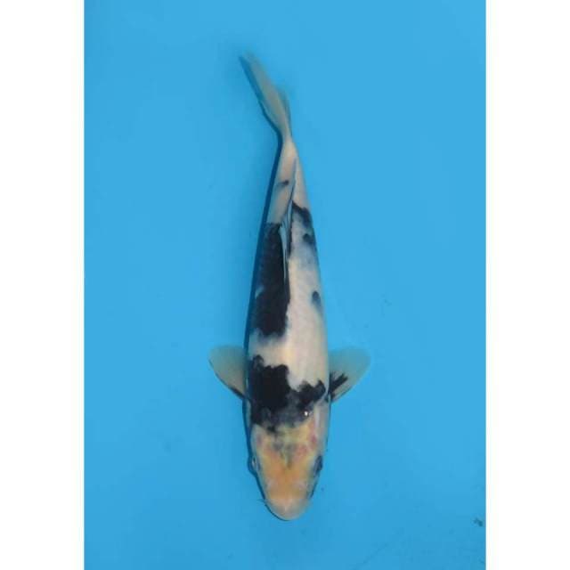 Shiro HQ Prospek - 23cm (Ket Free ongkir Jawa bali)