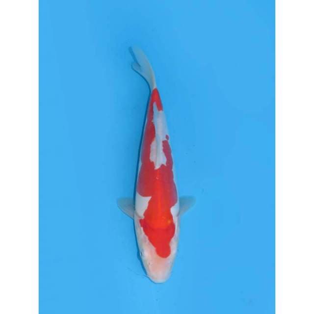 Kohaku Doitsu Murni - 21cm (Free ongkir jawa bali)