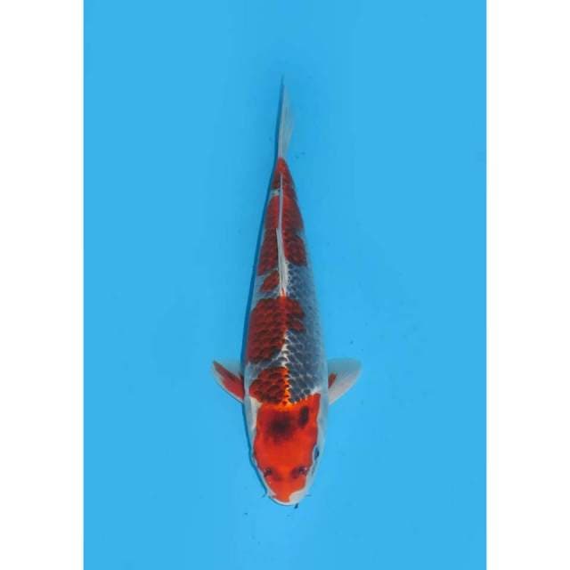 Red Ghosiki - 32cm ( Free ongkir jawa bali )