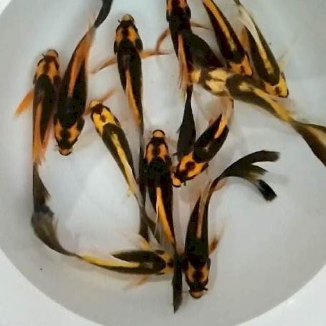 KUMPAY STOK 12 EKOR SZ 18-20 BU
