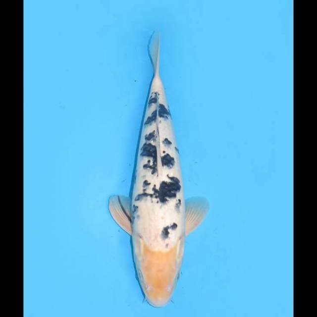 Bekko F1 - 38cm (Free Ongkir Jawa Bali)