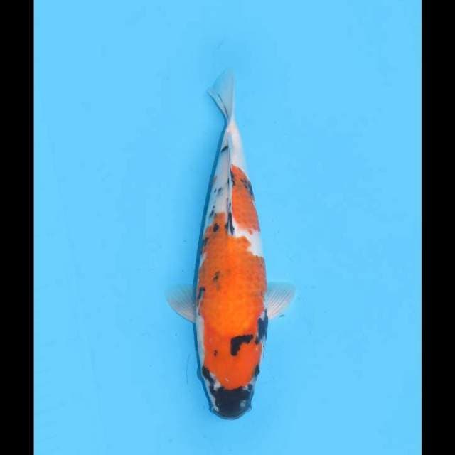 Showa F1 Tategoi - 32cm (Free Ongkir Jawa Bali)
