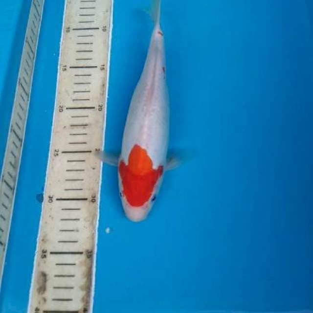 ORIGINAL DOITSU SZ 28 CM