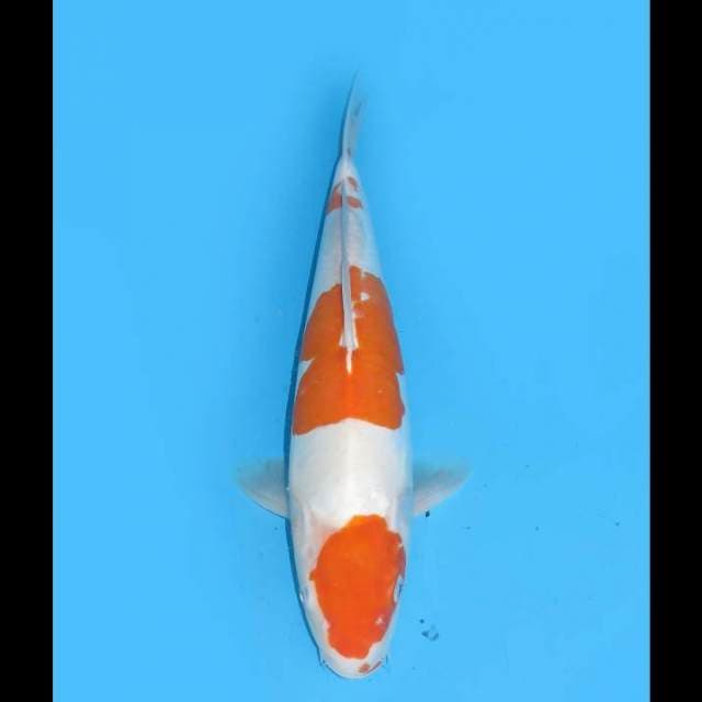 Maruten Doitsu Murni F1 - 41cm (Free Ongkir Jawa Bali)