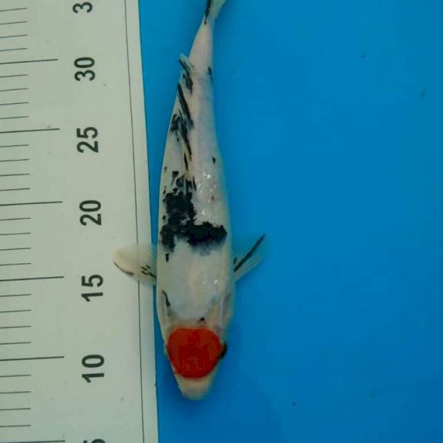 TANCHO SANKE 30CM
