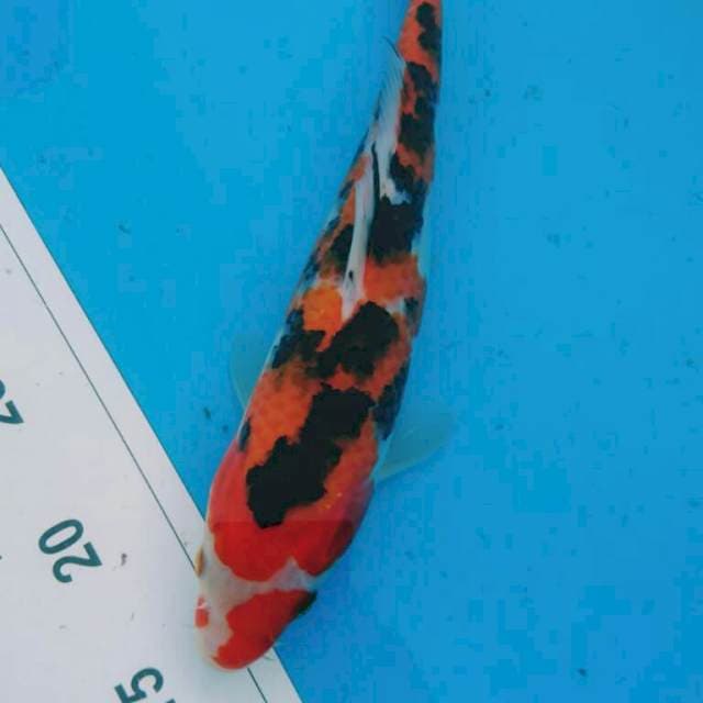 SANKE STRONG 27CM