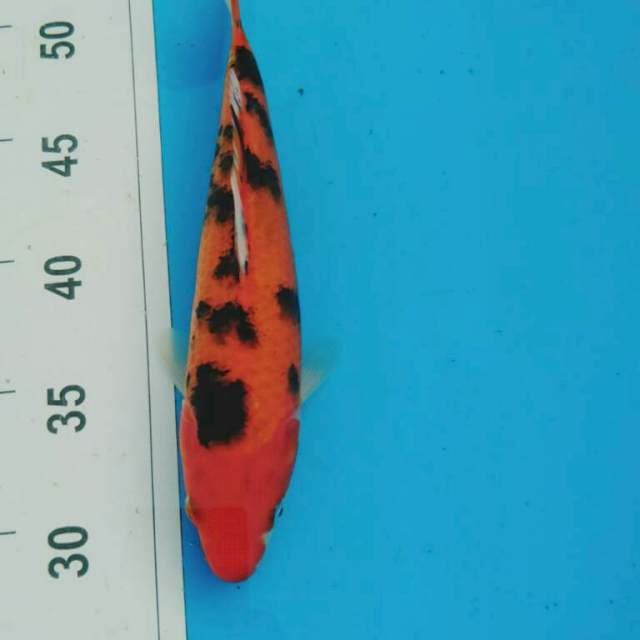 AKA SANKE 26CM