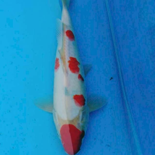 MARUTEN SANKE 30CM