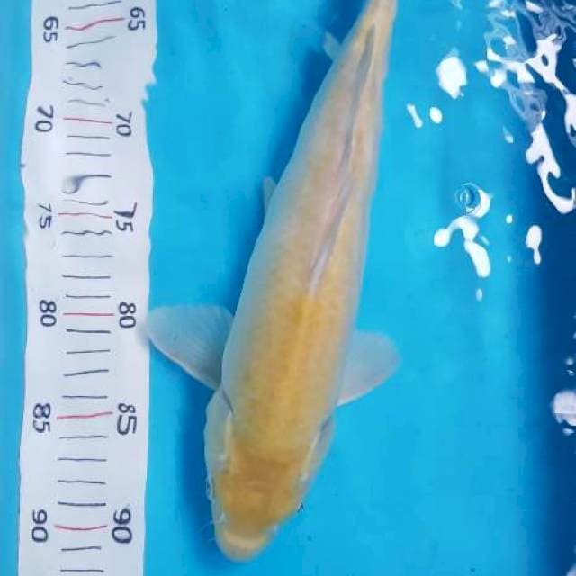 Karashi 33cm