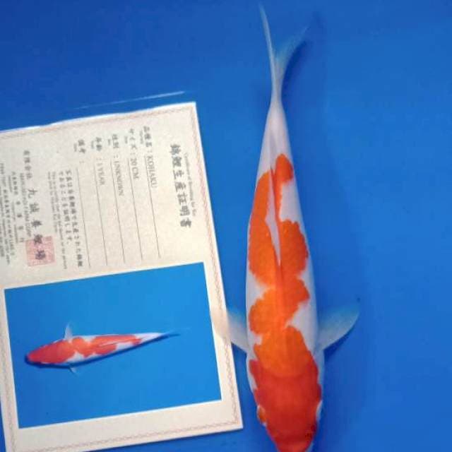 Kohaku import marusei