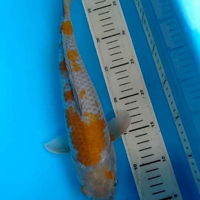 Ochiba SQ 35cm male