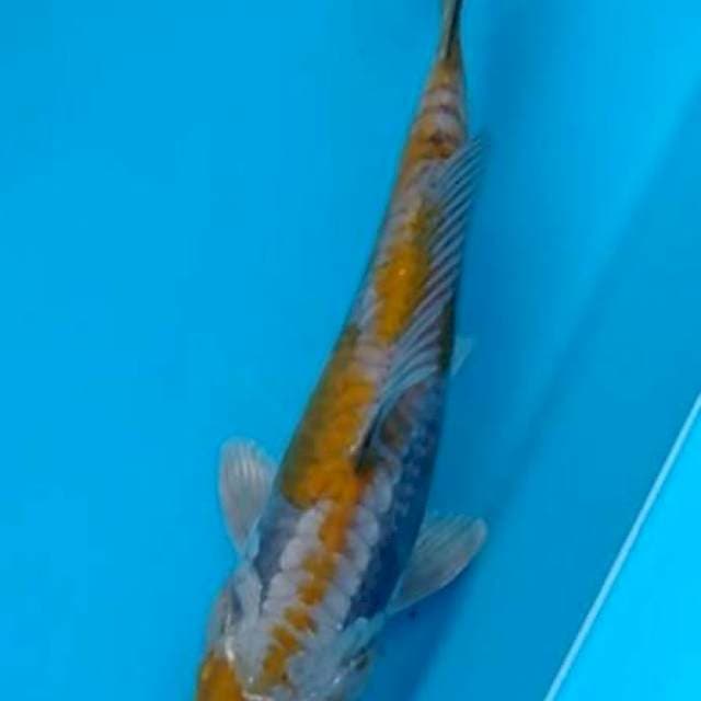 Ochiba doit 25cm
