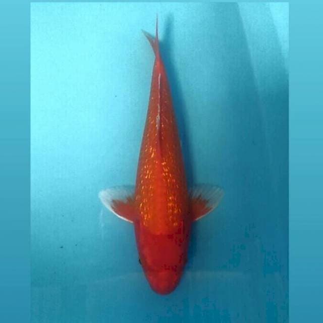 Aka Hajiro Ginrin, 30 cm