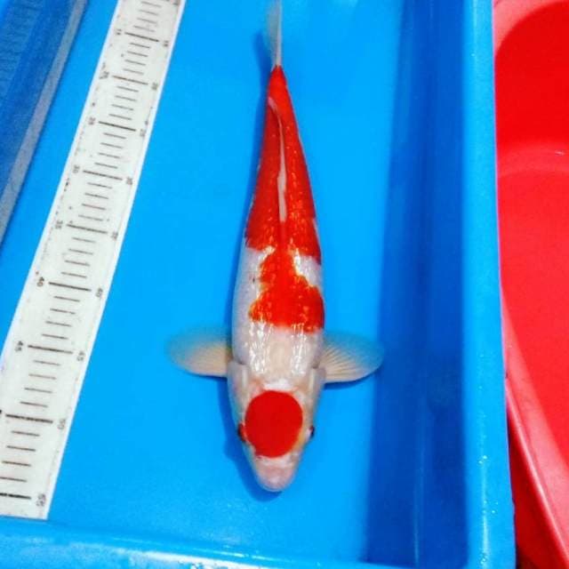 45bu maruten ginrin kohaku