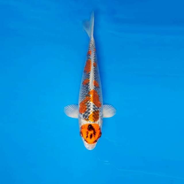 SABURO 5 ~ MARUTEN KUJAKU ™