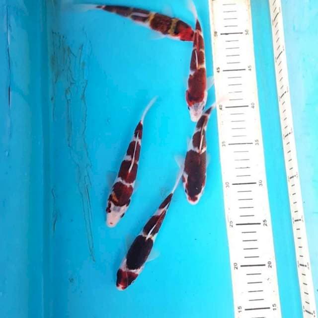 GOROMO PROSPEK