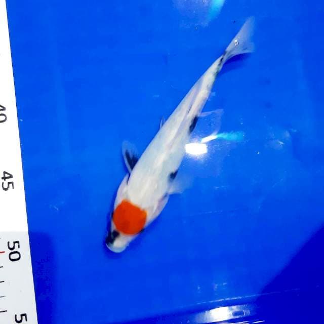 Tancho showa tategoi 19 cm