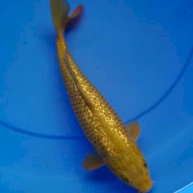 Cogoi midori gindrin