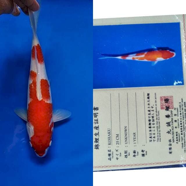 Jumbo import marusei