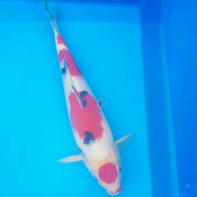Maru Sanke male 32