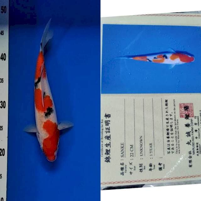 Sanke import marusei