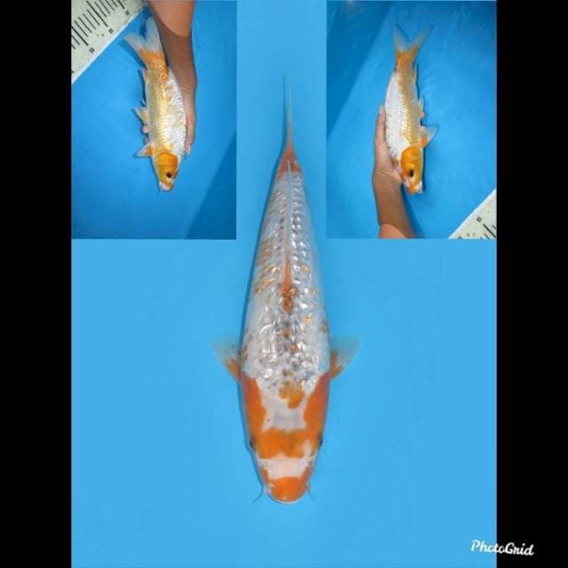 29cm ,Bulky Asagi Ginrin Kanoko Unique