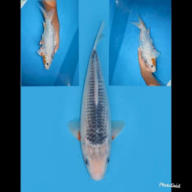 32cm , Male Asagi Jumbo Tosai