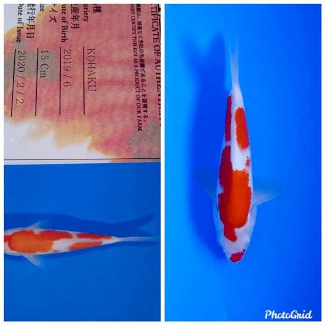 Kohaku import sakai yamamatsu farm