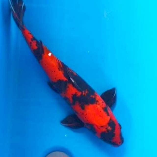 Hi Utsuri F1 Shinoda