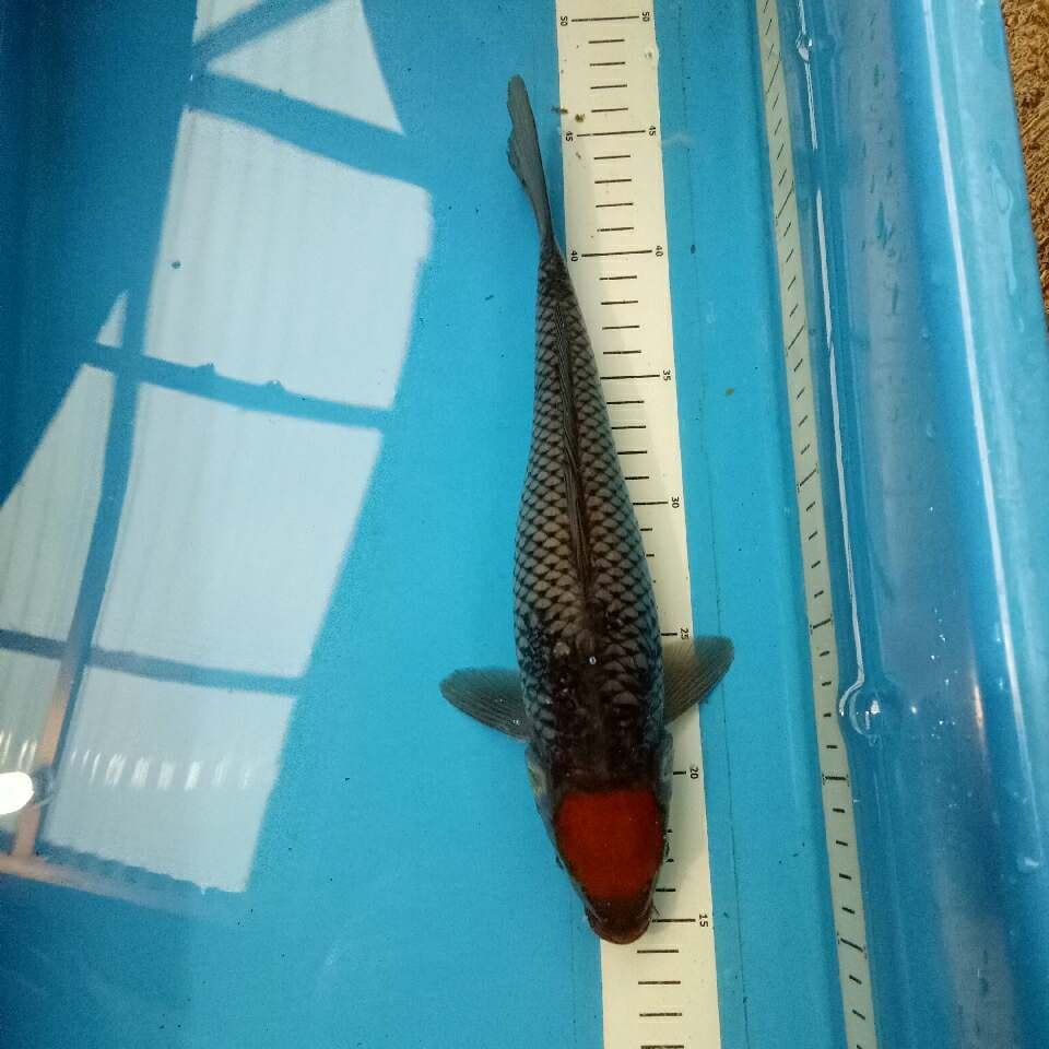 Tancho Ochiba 32 cm