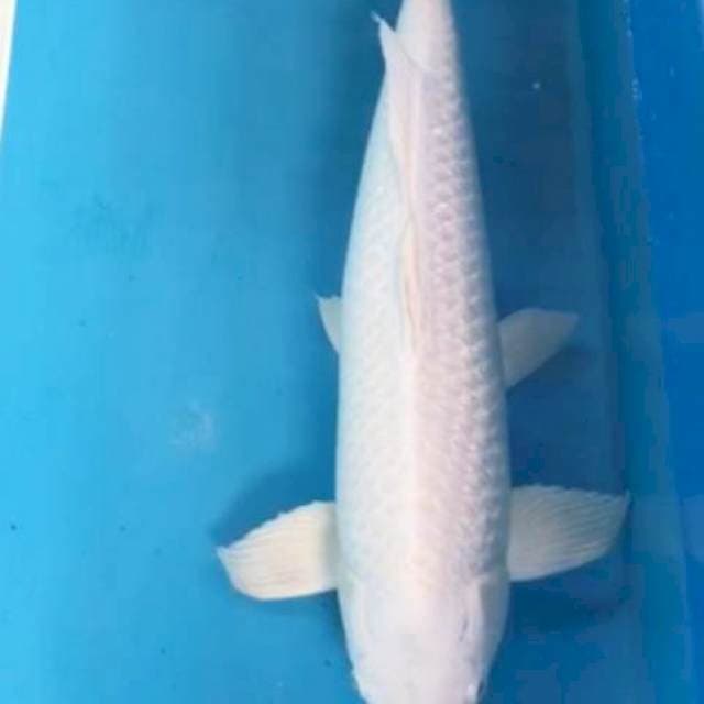 Platinum Gindrim F1 Auper White SQ