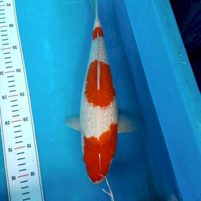 KOHAKU GINDIRN