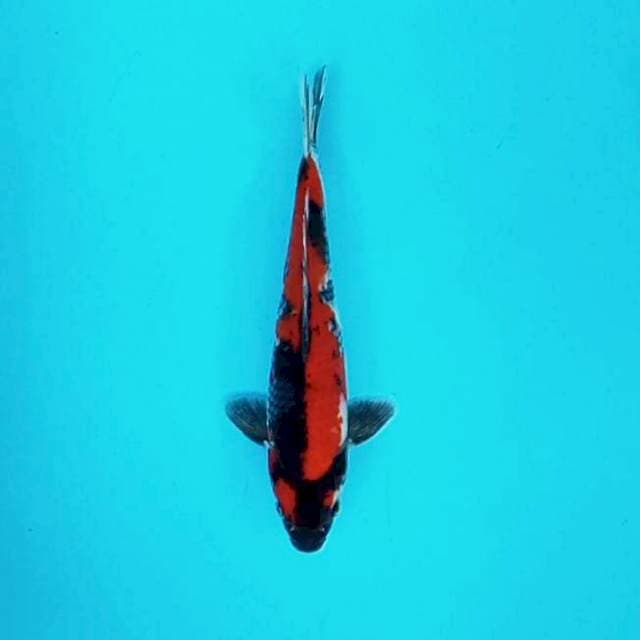 Showa Male # 30cm