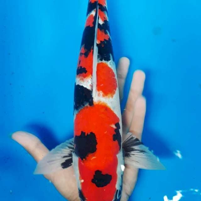 Showa 38 cm male