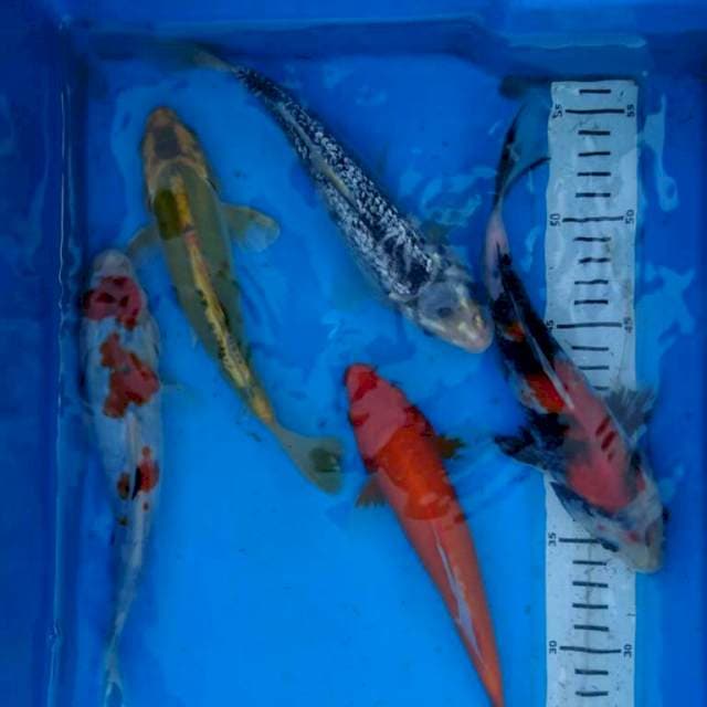 Pket mix (5 ekor )