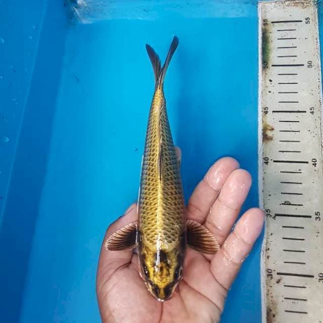 Gold mukashi