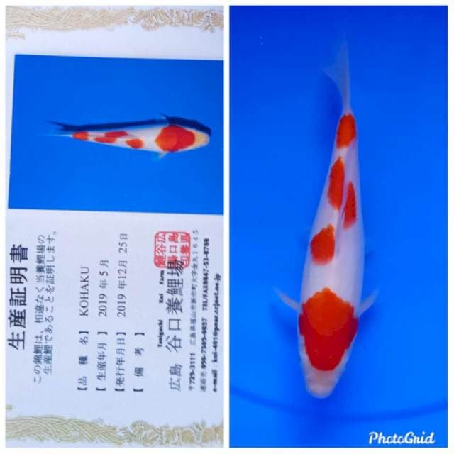 Kohaku taniguchi farm
