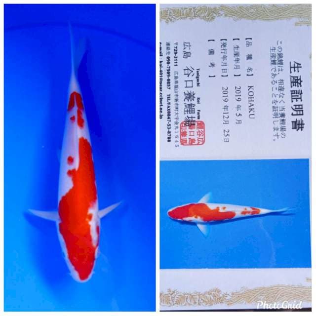 Kohaku import taniguchi farm