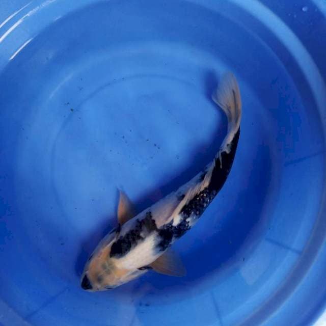 Shiro 35cm male